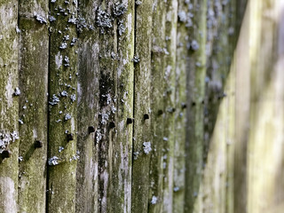 Obraz premium Bamboo fence covered with moss and lichen background with light rays