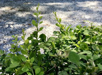 Green plants near the park way
