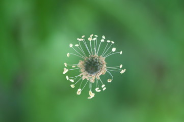 ヘラオオバコの花