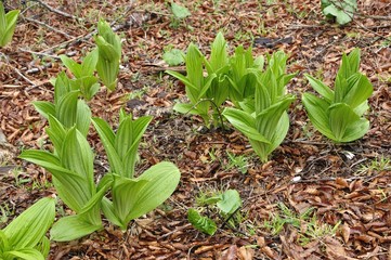 バイケイソウの若葉