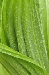 バイケイソウの若葉