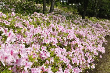 アケボノツツジ