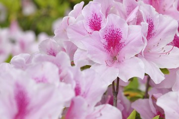 アケボノツツジ