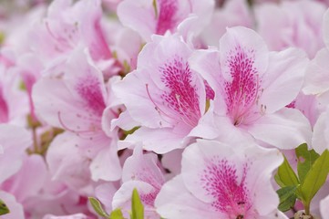 アケボノツツジ