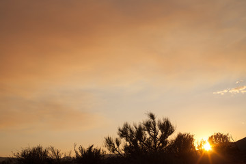 Fototapeta premium Desert bushes are silhouetted by the setting sun and a hazy orange smoke filled sky 