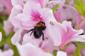 蜂と躑躅