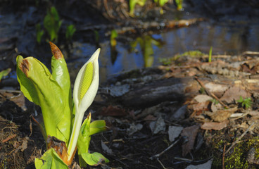 水芭蕉　春　素材