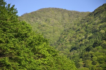 Fototapeta na wymiar 新緑の大山