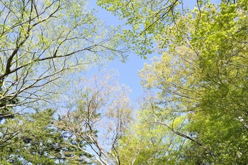 新緑の森