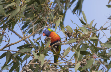 COCONUT LORIKEET 