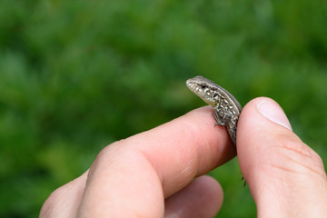 a man's hand neatly holds a small lizard