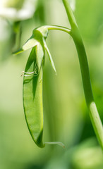 Snow Pea Growing Slowly Under the Summer Sun
