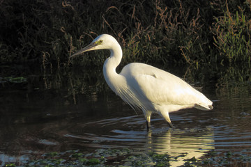 Egretta garzetta