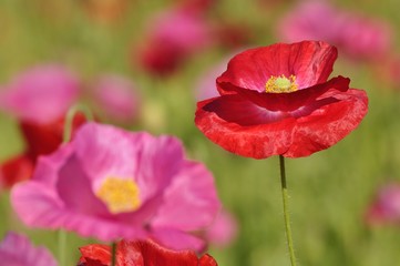 Obraz premium シャーレイポピー