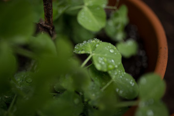 Pea pods with raindrops