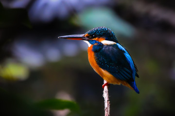 Bird Kingfisher Relaxing on a Branch