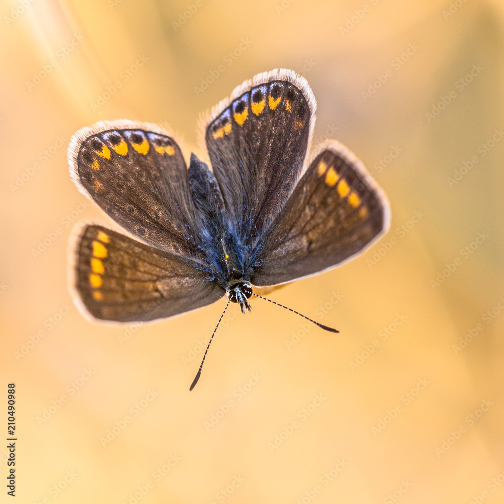 Wall mural butterfly brown argus on orange background