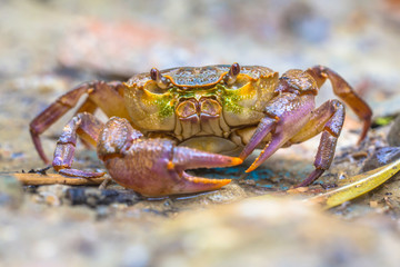 European freshwater crab