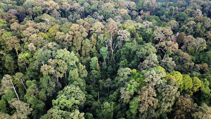 Forest aerial photo 