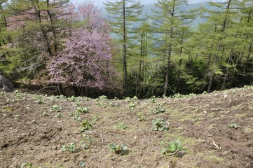 ヤマザクラとマルバダケブキの若葉