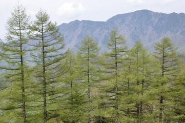 新緑の唐松林と飛竜山