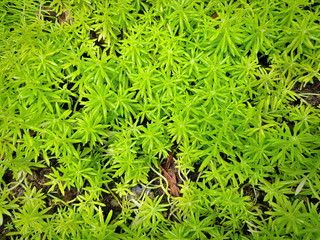 Full Frame Background of Fresh Green Spiky Plants