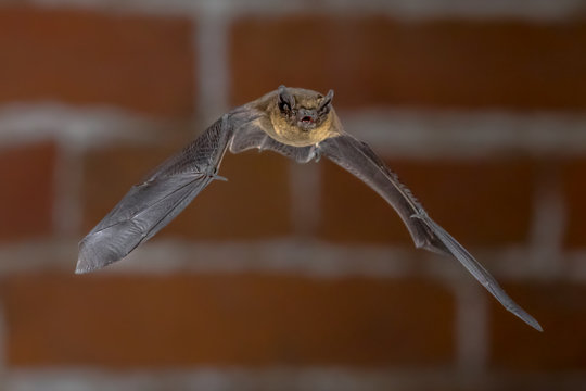 Flying Pipistrelle bat in urban setting