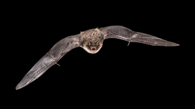 Isolated Flying bat male on black background
