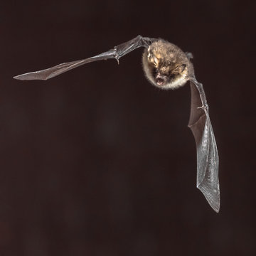 Bat Myotis Nattereri In Flight