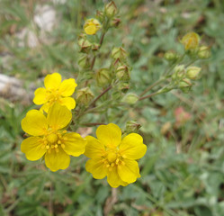 Slender Yellow Cinquefoil Wildflower