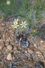 California Pretty Face Mountain Wildflower