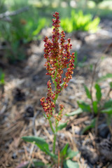 Red Sheep's Sorrel California Wildflower