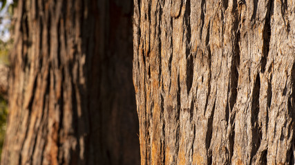 Close up of an eucalyptus tree trunk, showing its wooden texture 