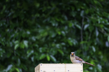 the northern cardinal (female)sits on a feeder of wood on a background of green foliage