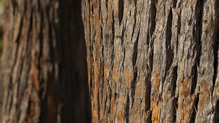Close up of an eucalyptus tree trunk, showing its wooden texture 