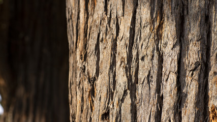 Close up of an eucalyptus tree trunk, showing its wooden texture 