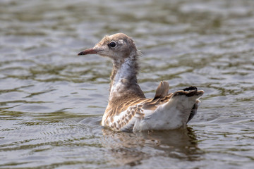 Juvenile black headed gull