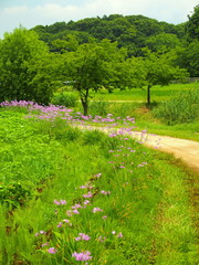 ツルバキア咲く初夏の里山風景