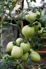 Green tomato