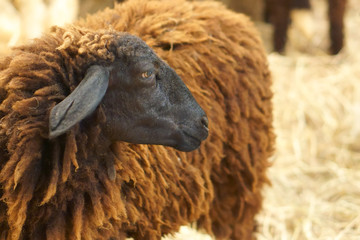 closeup head black or dark sheep for different with golden straw at farm for agriculture or milk and food with wool