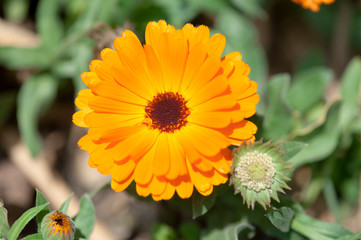 Calendula officinalis also known as Pot marigold orange flower