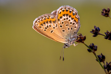 Female silver studded blue butterfly resting in evening light