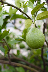Green grapefruit