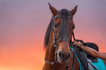 Fototapeta premium Horse portrait at sunset