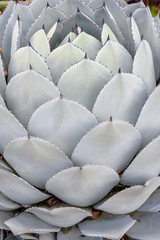 Spikey Succulent