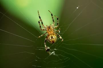 Gross Spider