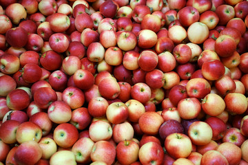 Fresh picked Gala apples background in the harvest season
