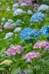 カラフル紫陽花