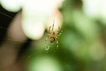 Spider