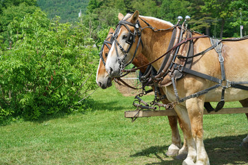 Obraz premium close up on horses of carriage